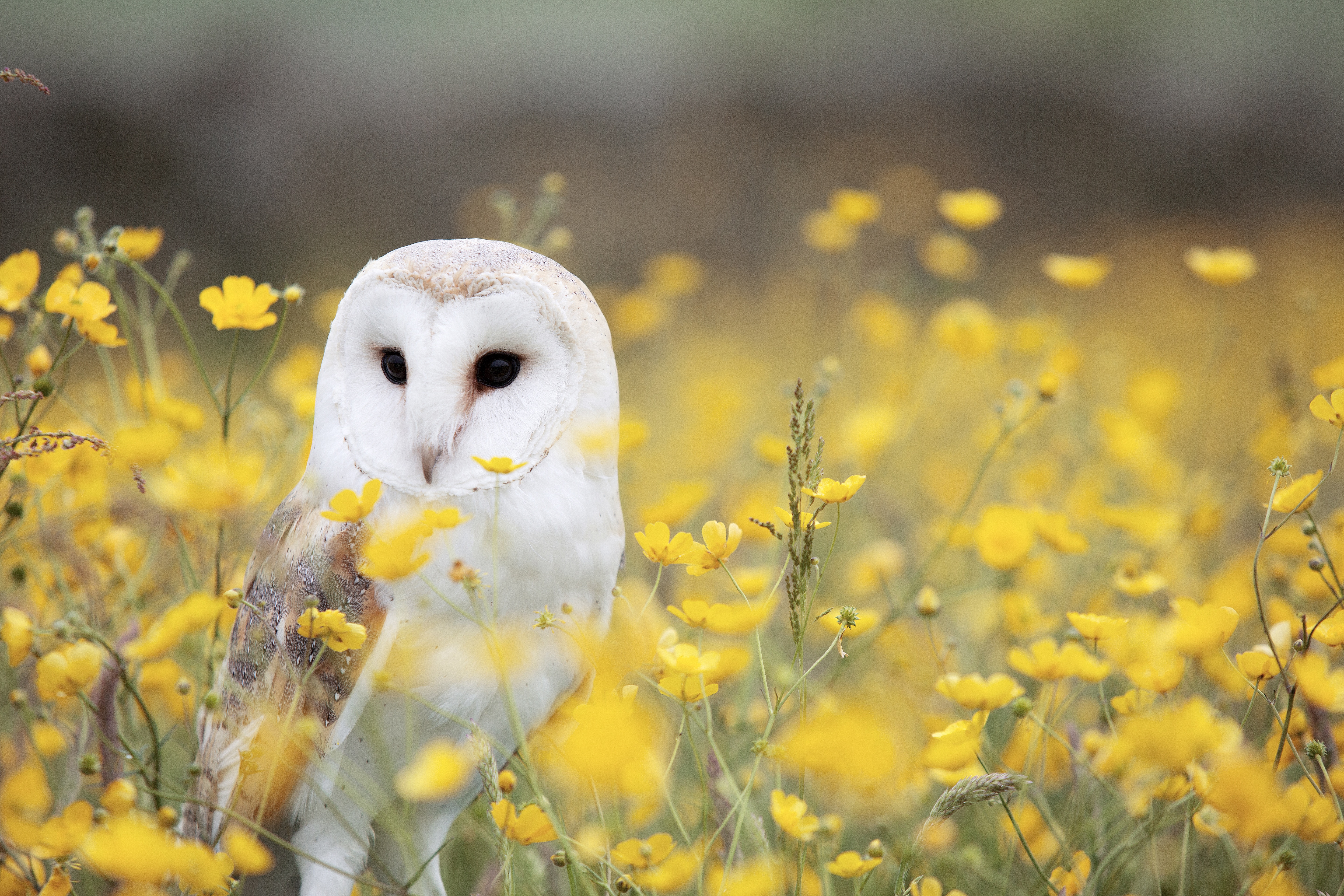 Snowy White Owl 